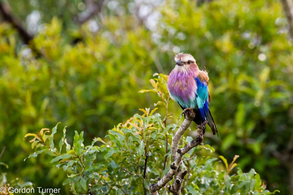 <h2>The Best of South Africa Escorted 2023</h2> 14 Nights | 6 Rounds | March 11 - 25